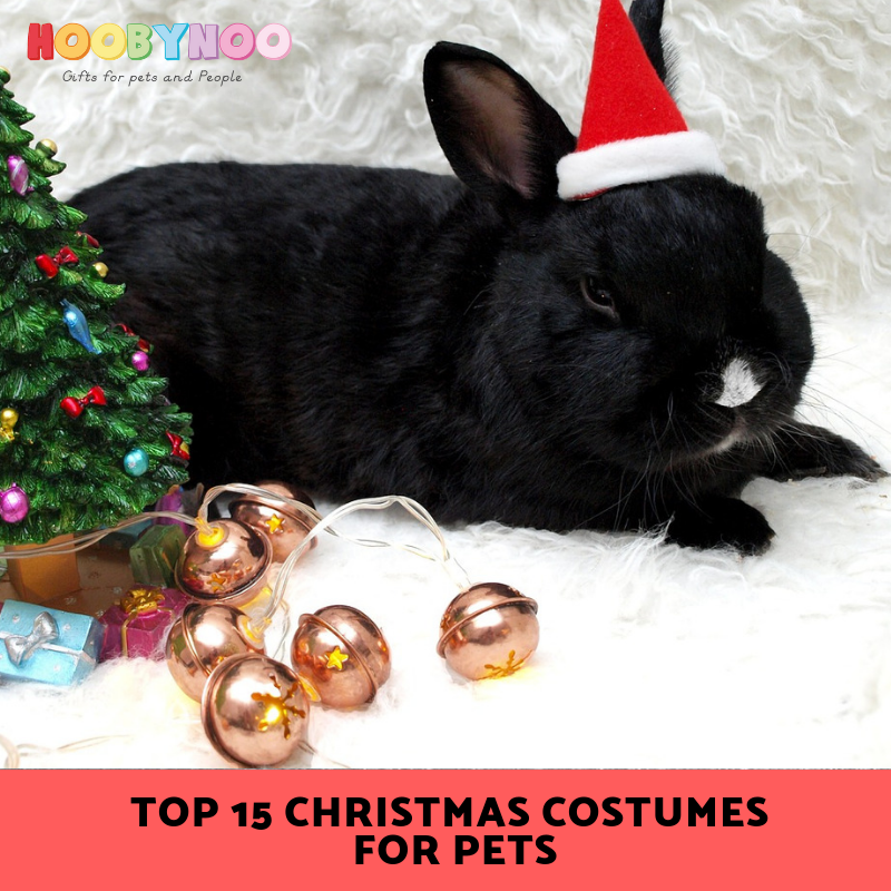 Rabbit sitting under a christmas tree with a hat, what christmas costume could my pet wear