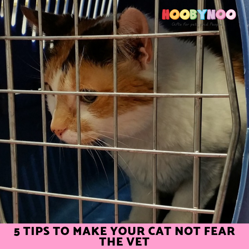 5 Tips to Stop Your Cat Fearing the Vet
