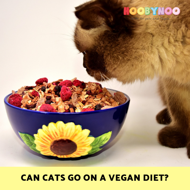 Can I Put My Cat on a Vegan Diet?