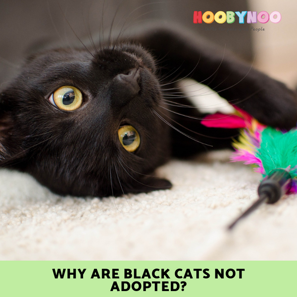 Why are Black Cats Not Adopted Hoobynoo.co.uk