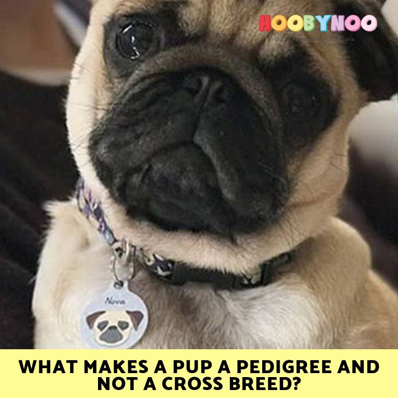 Is pedigree good for pugs hot sale