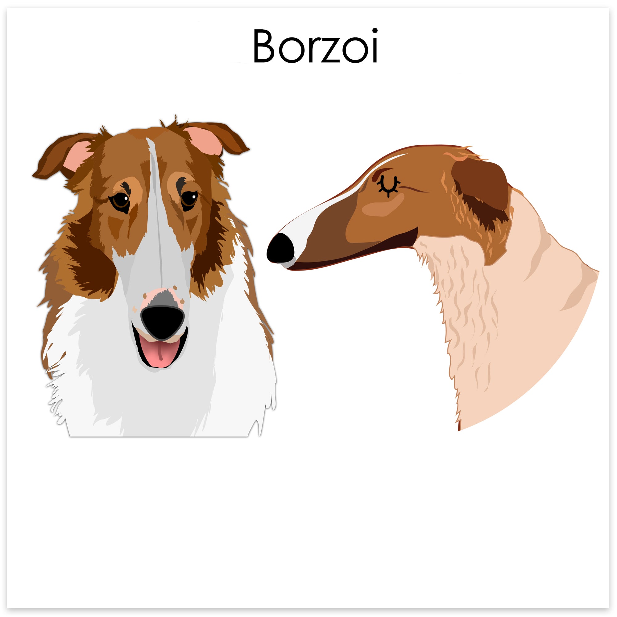 
    Borzoi
  