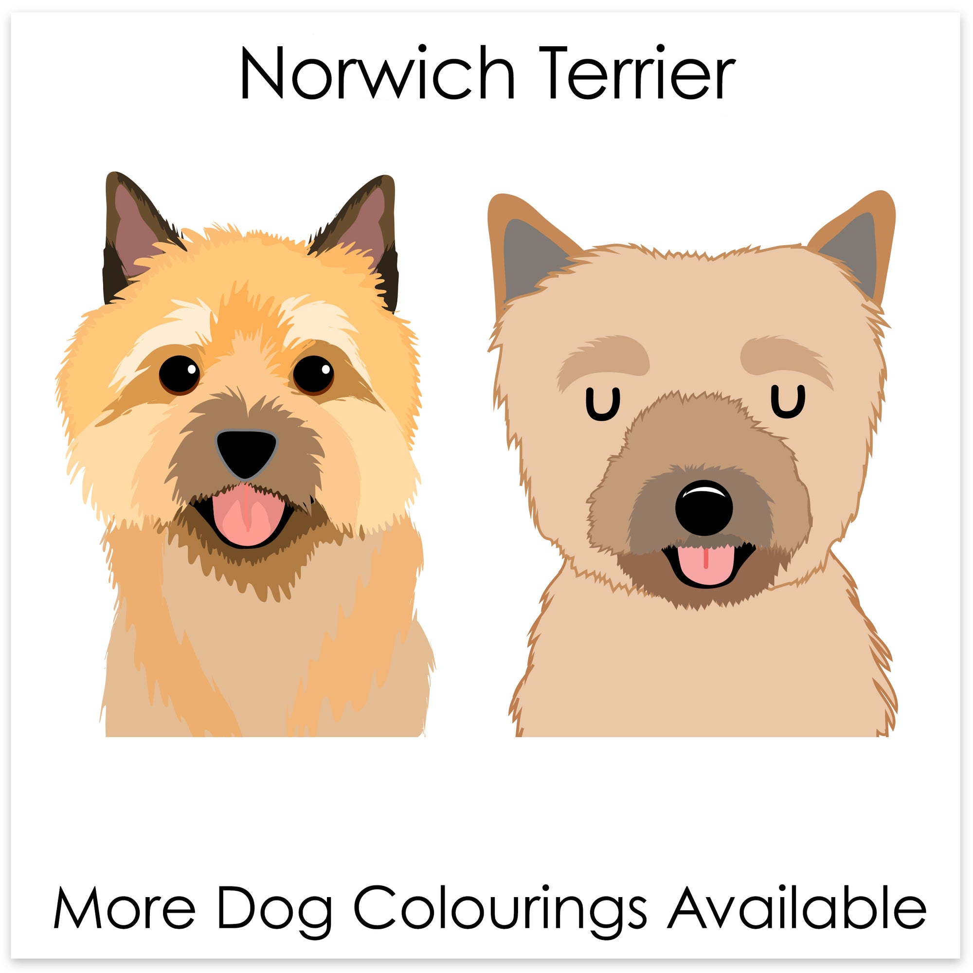 
    Norwich Terrier
  