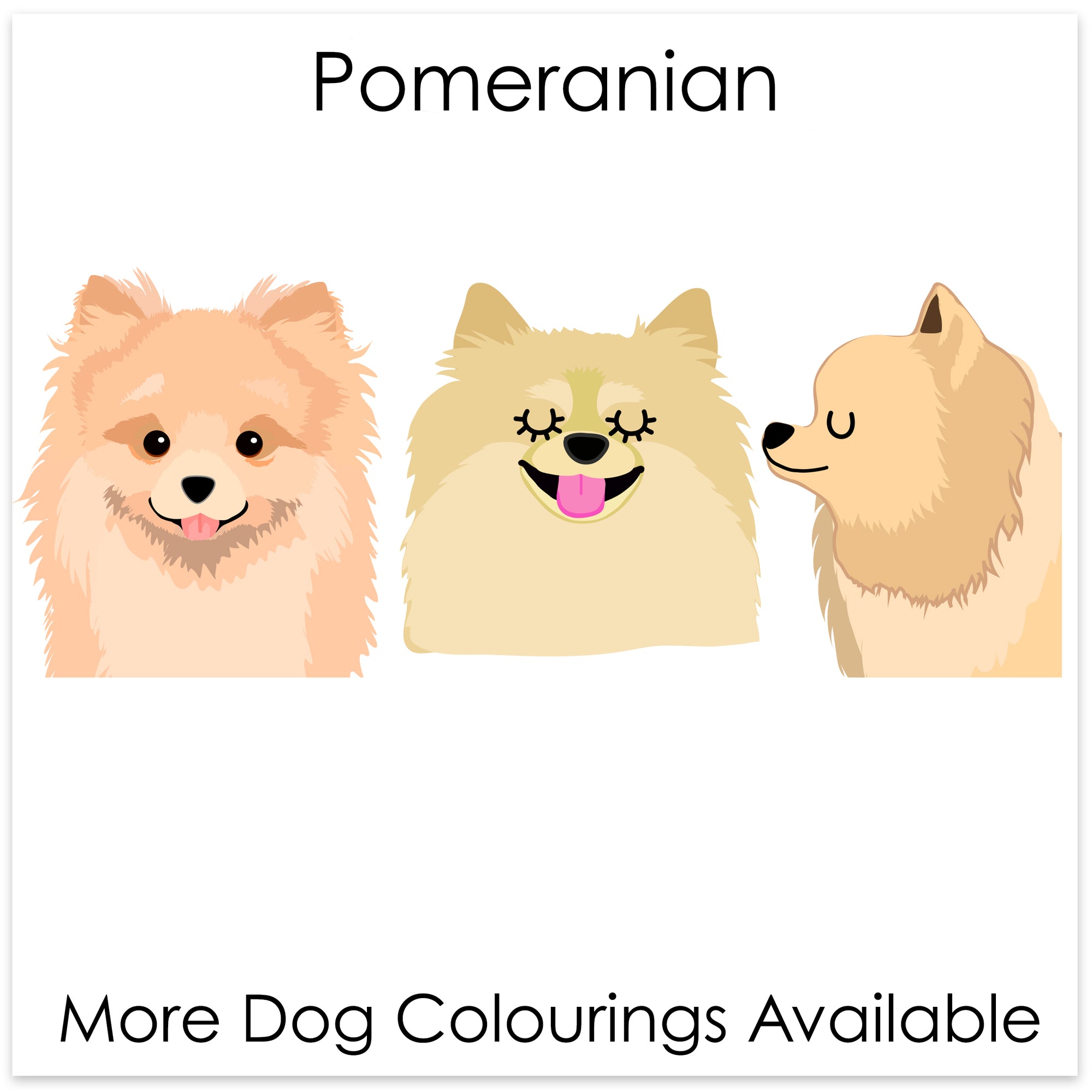 
    Pomeranian
  
