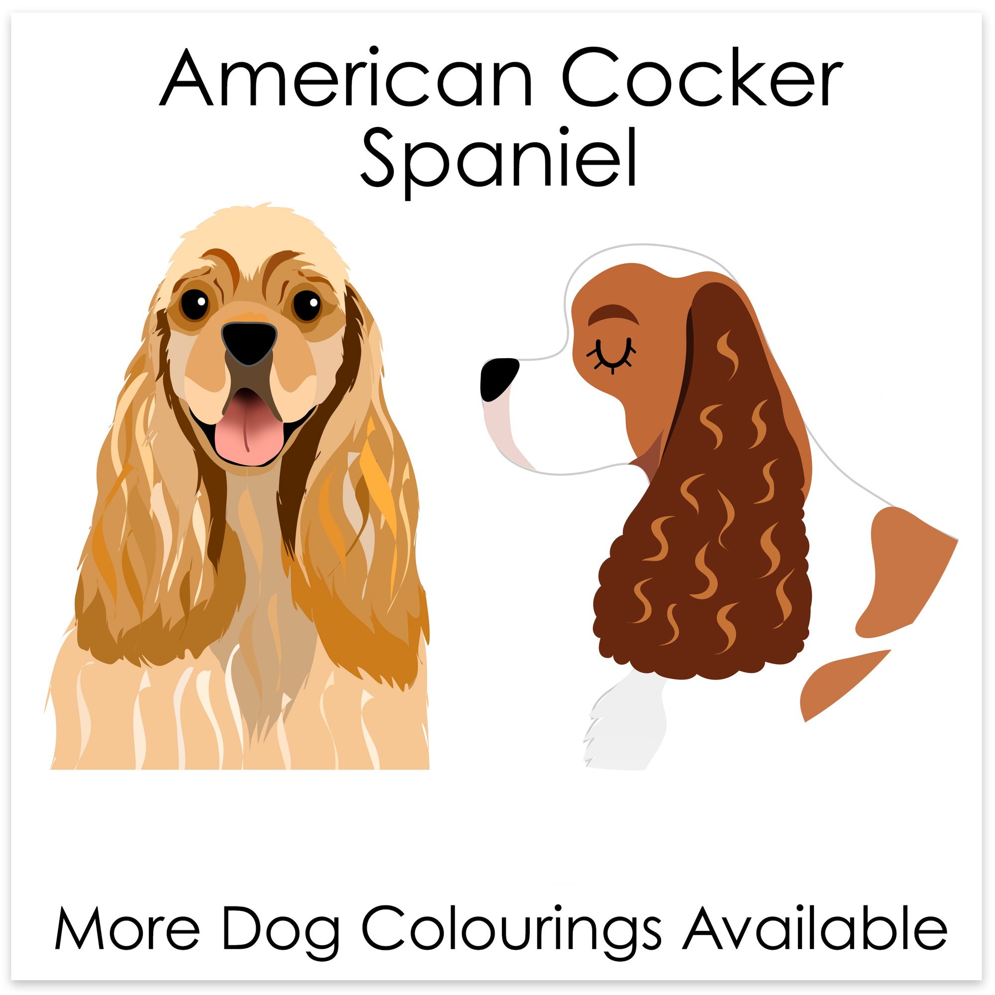 
    American Cocker Spaniel
  