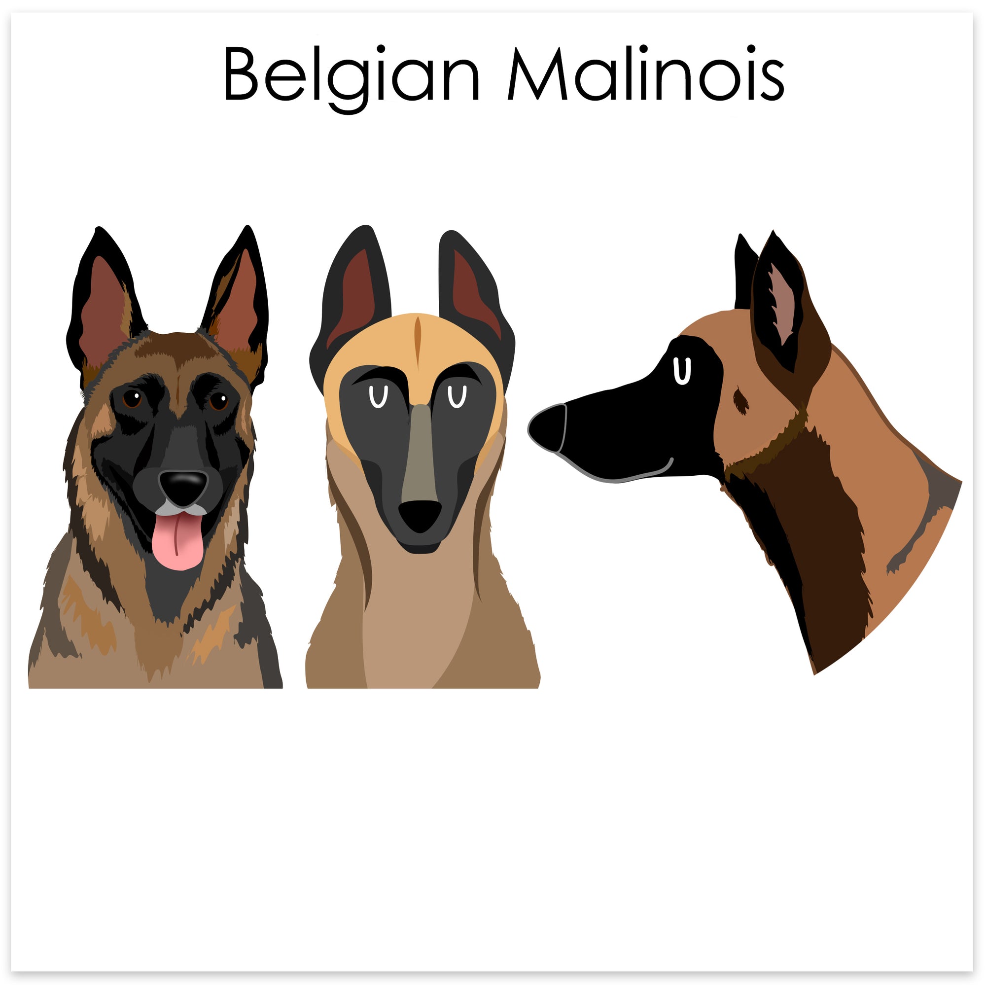 
    Belgian Malinois
  