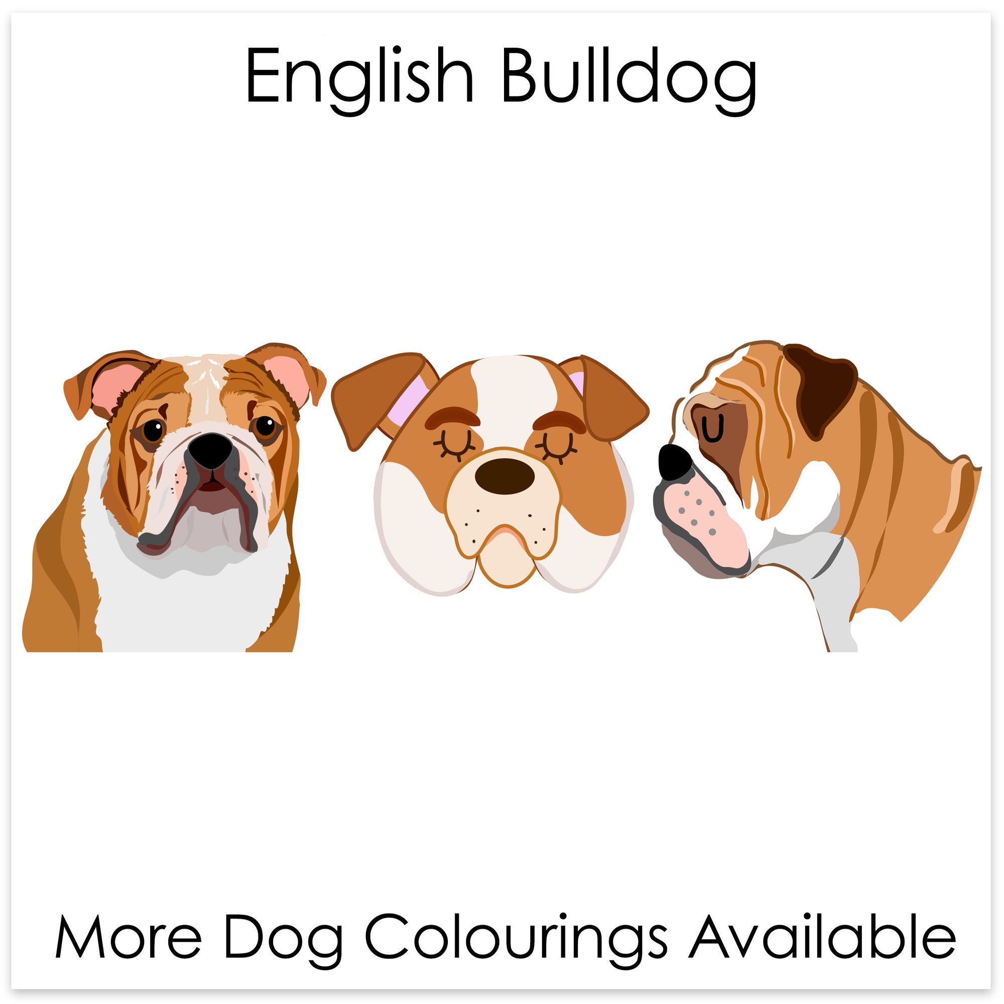 
    English Bulldog
  