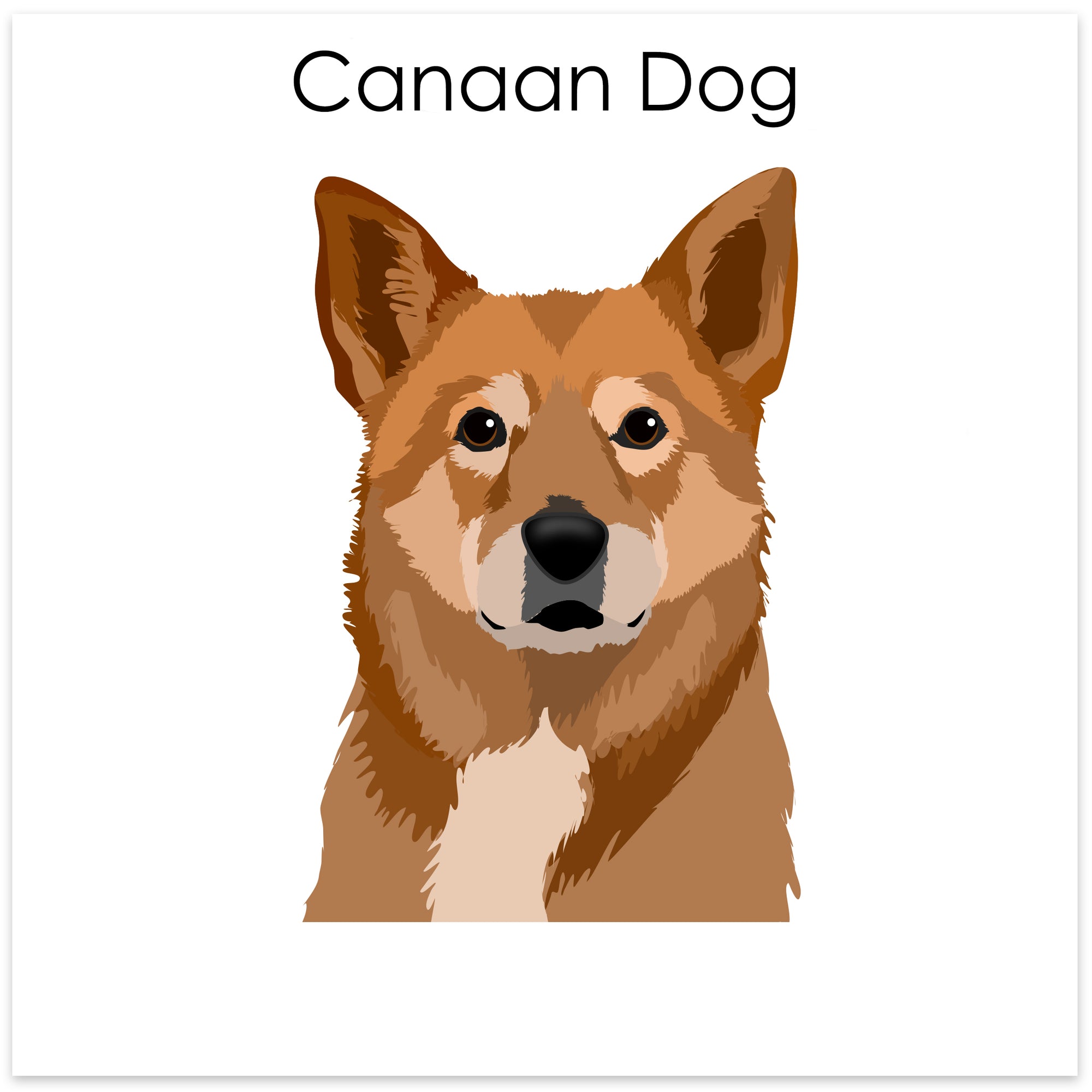 
    Canaan Dog
  
