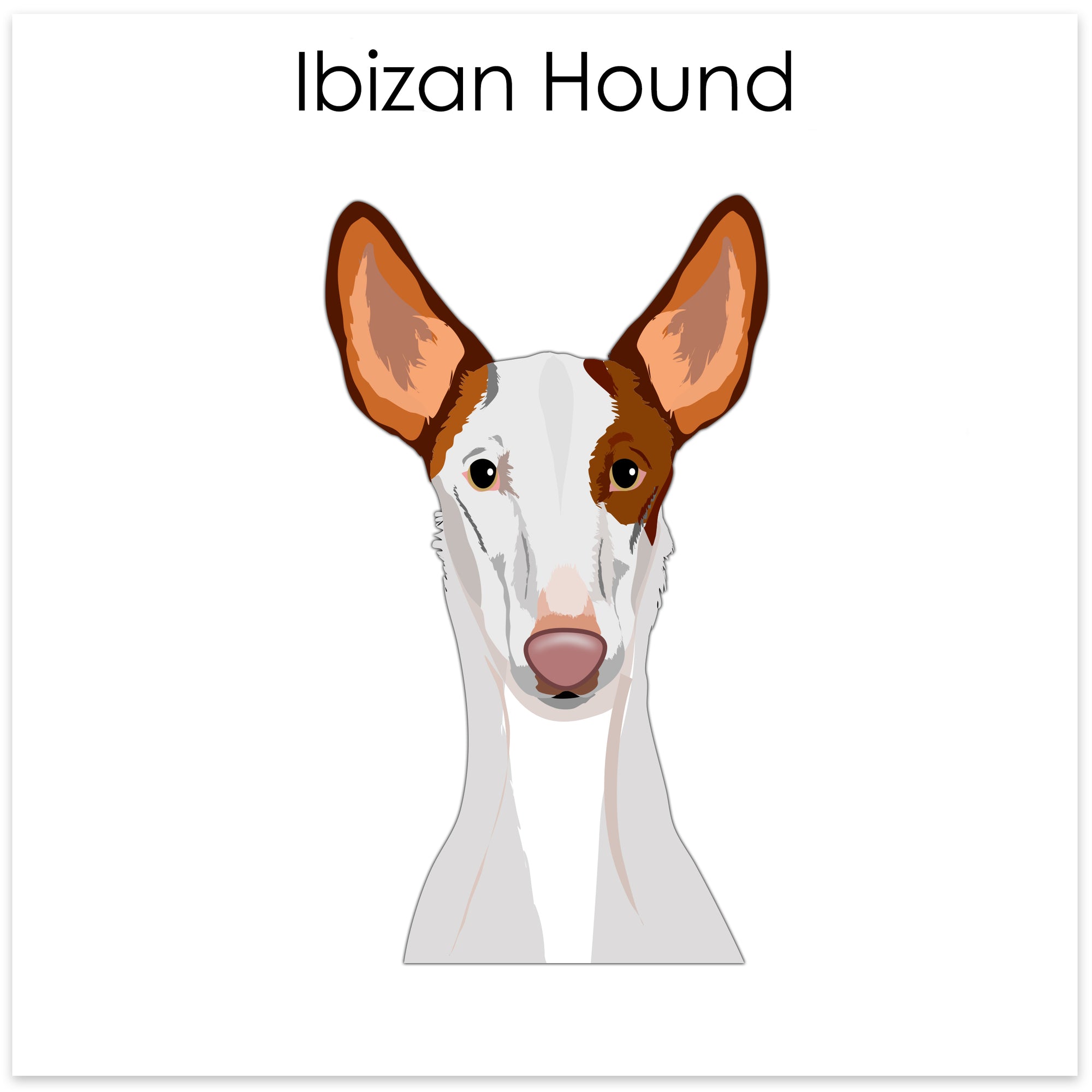 
    Ibizan Hound
  