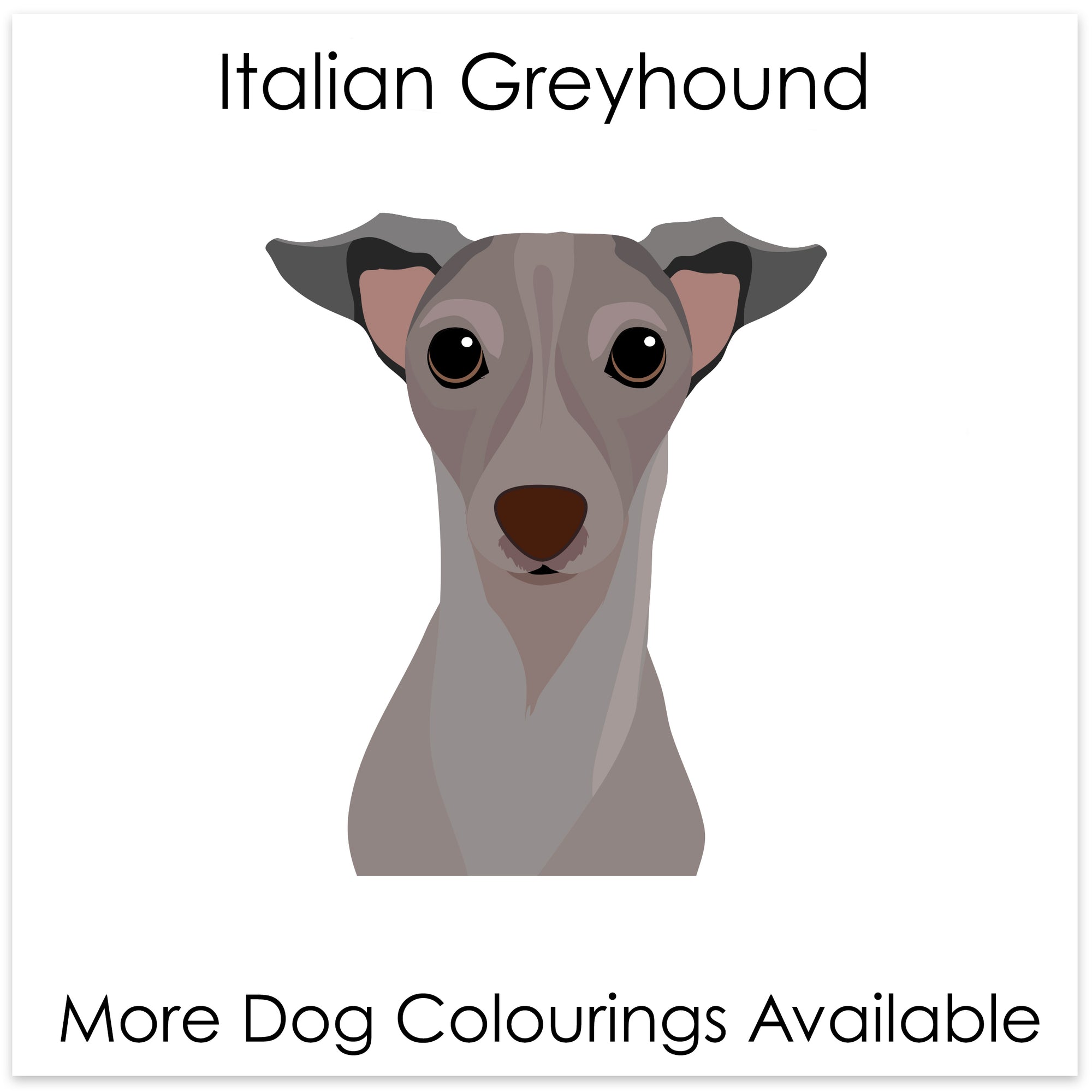 
    Italian Greyhound
  
