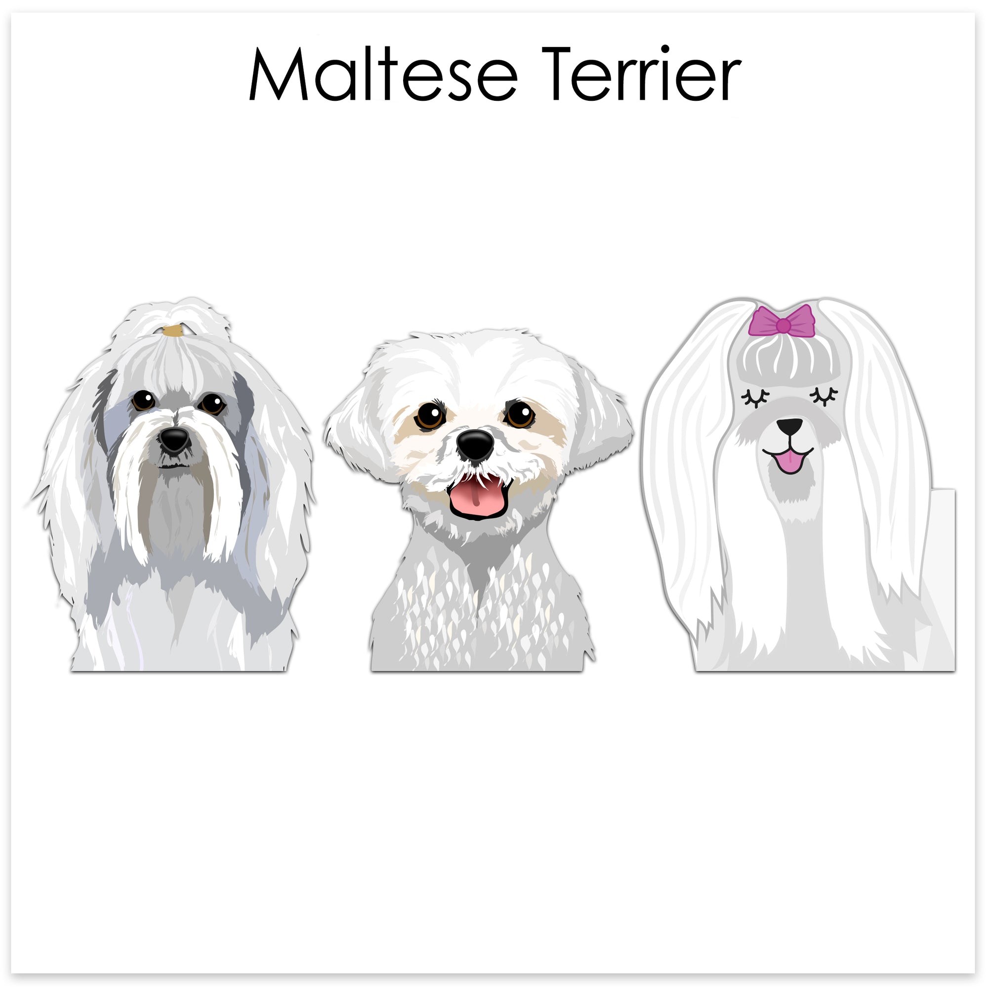 
    Maltese Terrier
  
