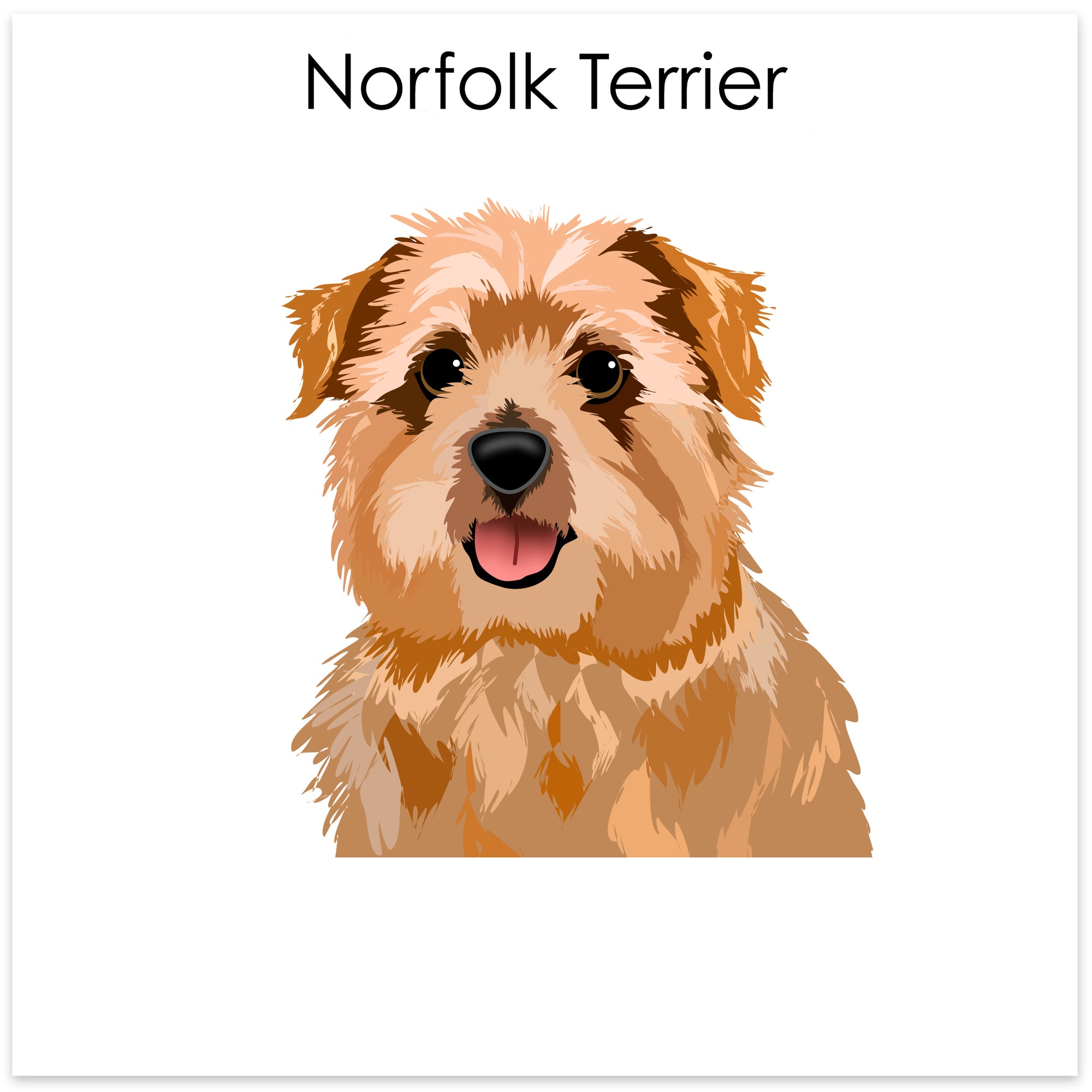 
    Norfolk Terrier
  