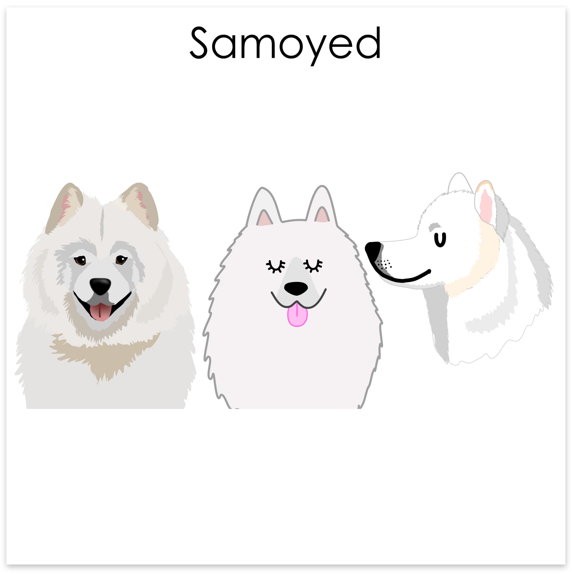 
    Samoyed
  