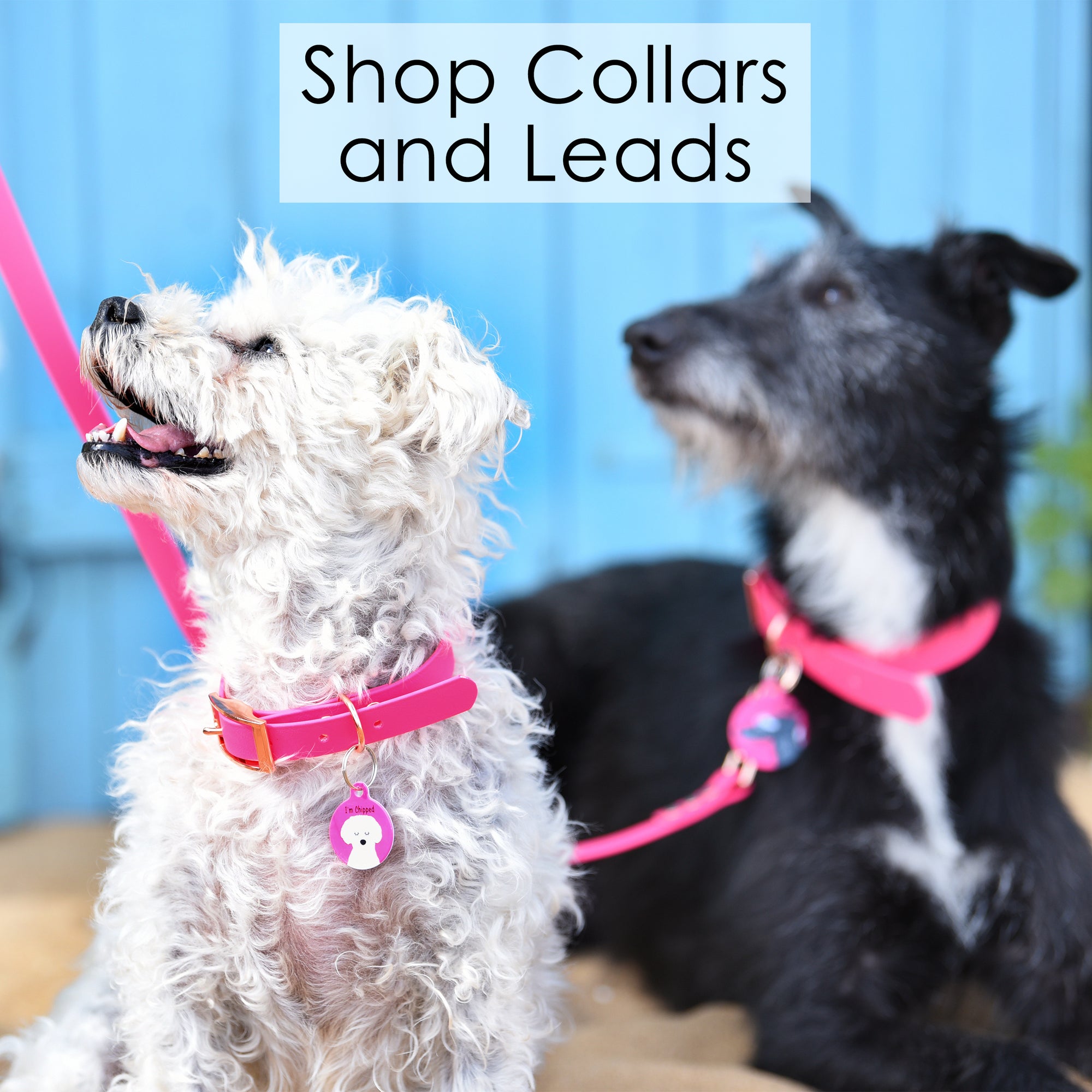 
    Shop Collars and Leads
  