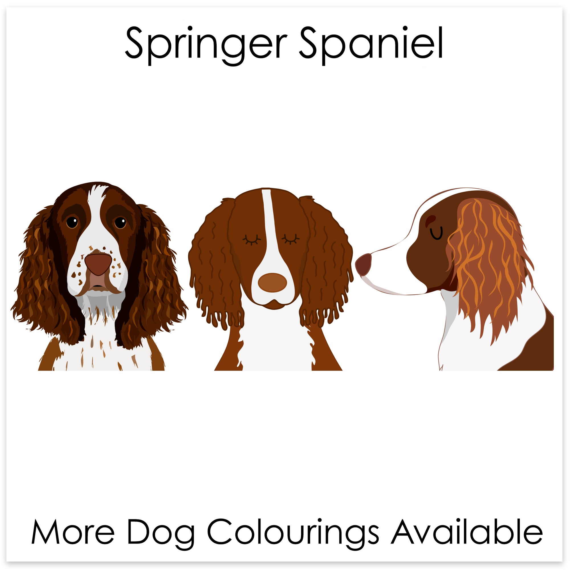 
    Springer Spaniel
  