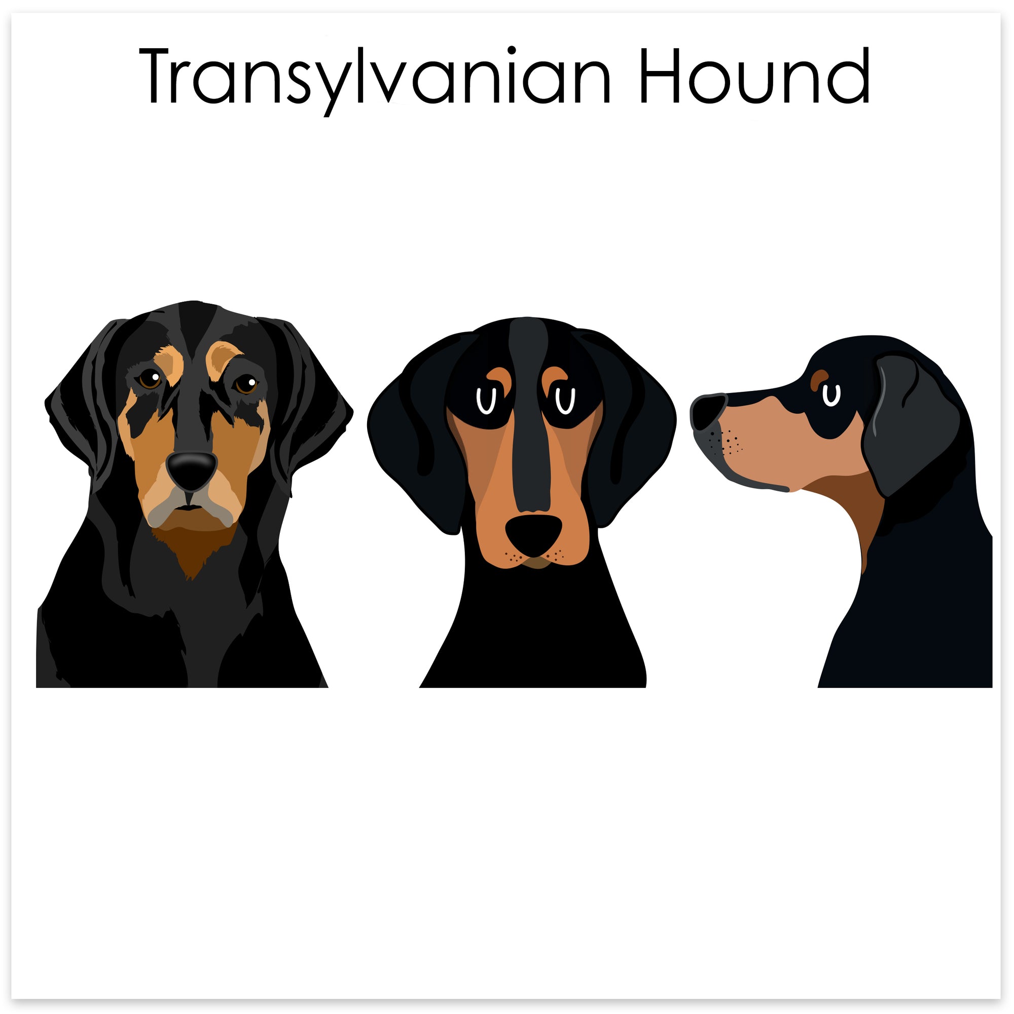 
    Transylvanian Hound
  