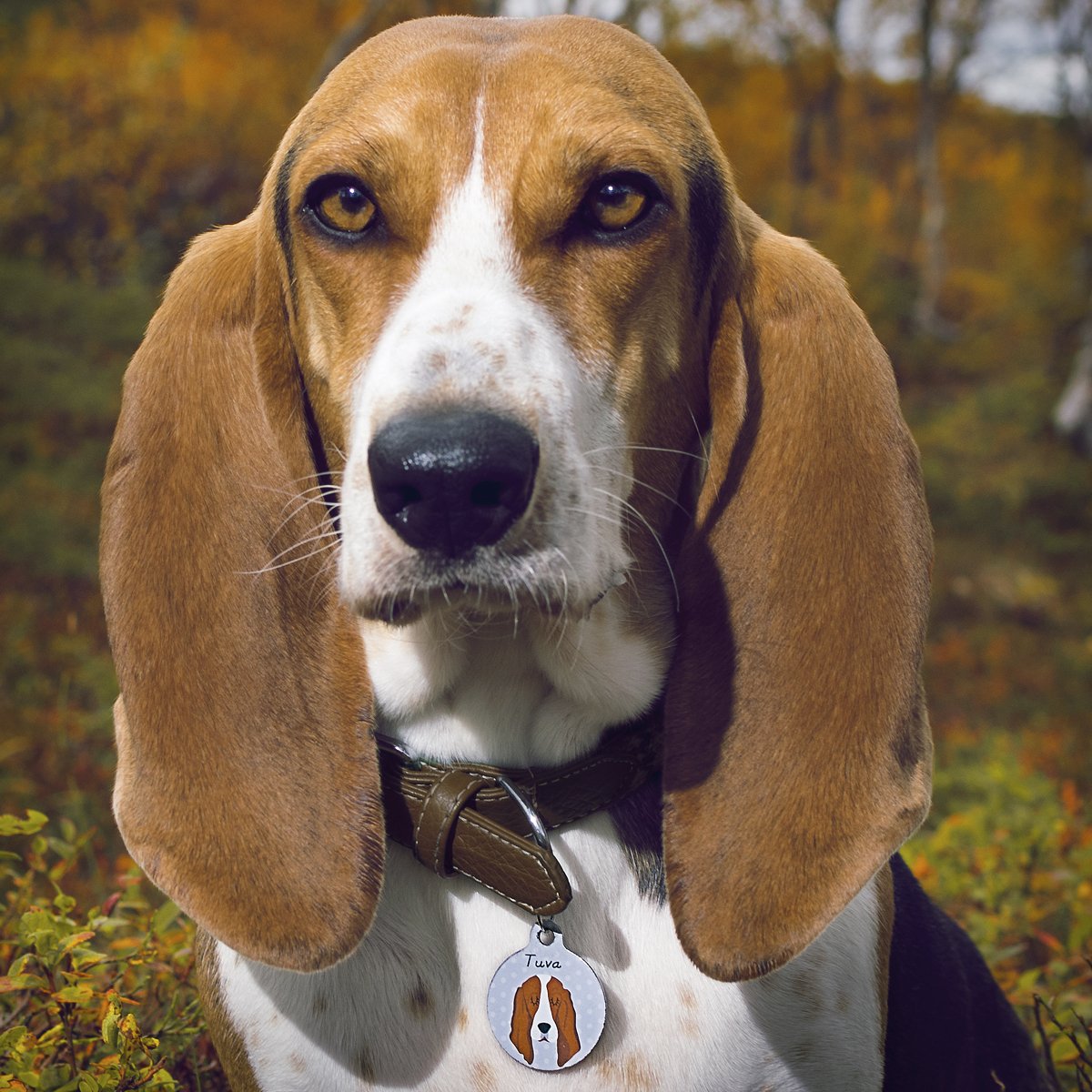 Basset Hound Dog ID Collar Tag  - Hoobynoo - Personalised Pet Tags and Gifts