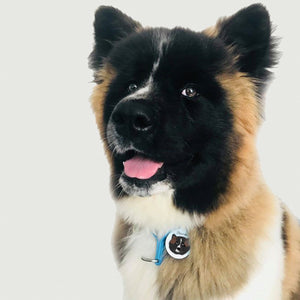 Japanese Akita Personalised Pet ID Dog tag  - Hoobynoo - Personalised Pet Tags and Gifts
