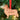 Dog Christmas Decoration - Shetland Sheepdog - Solid Wood