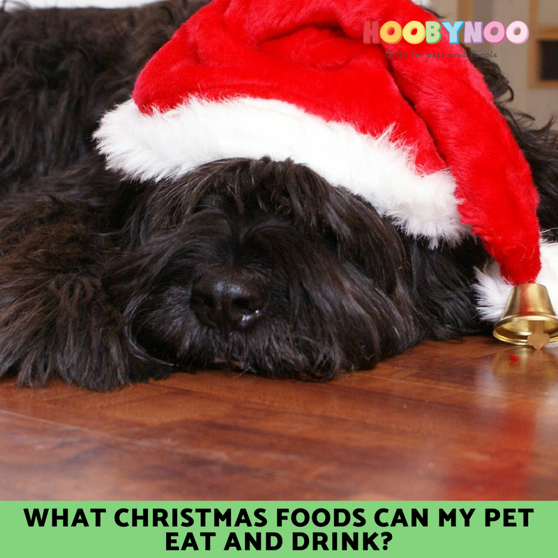 labradoodle wearing a christmas hat, dog dressed as santa paws, what christmas food can my pet eat and drink