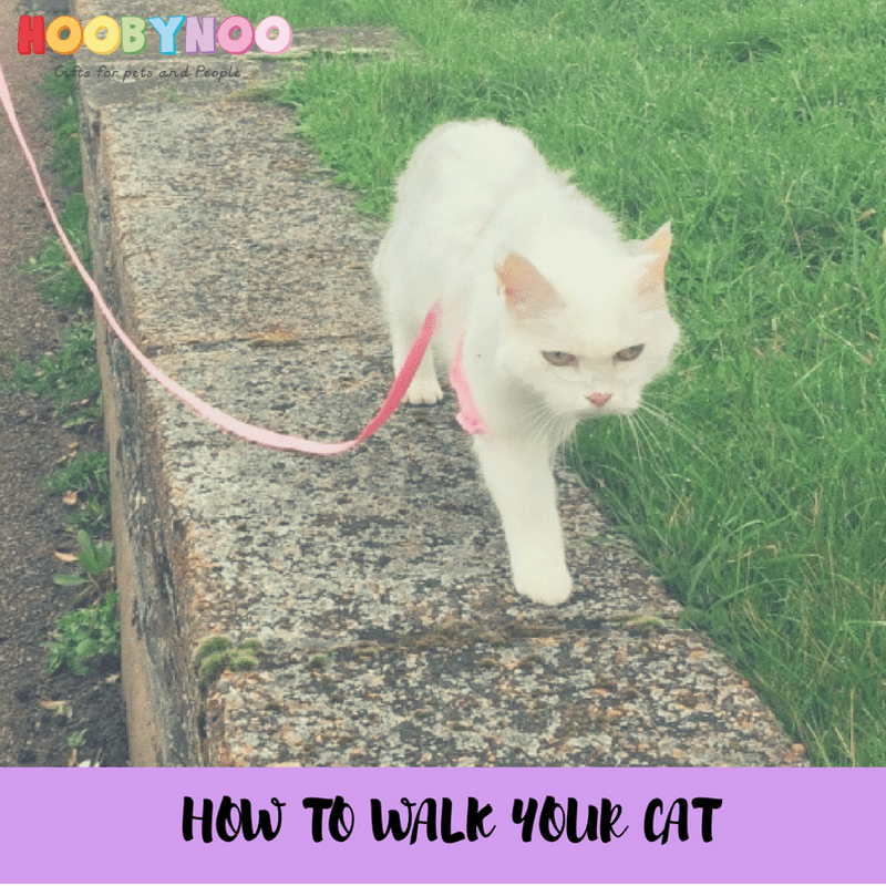 How to Walk Your Cat on a Lead: Documenting the Cat Walk