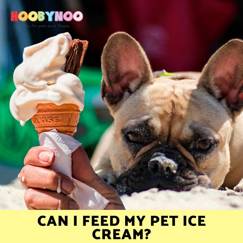 Can I feed my Pet Ice Cream?