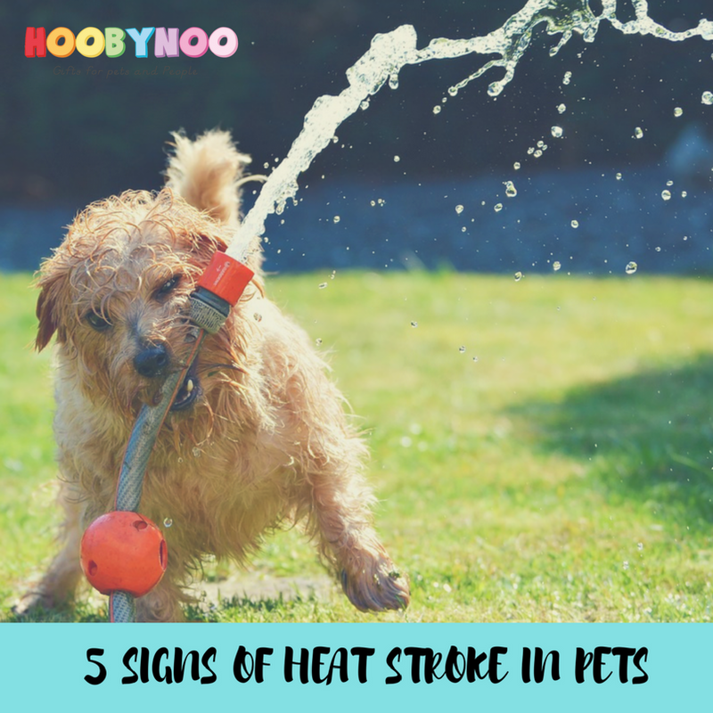 5 Signs of Heat Stroke and How to Combat Heatstroke with Dogs