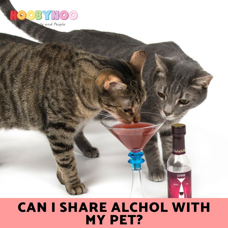 Can I Share Alcohol With My Pet?