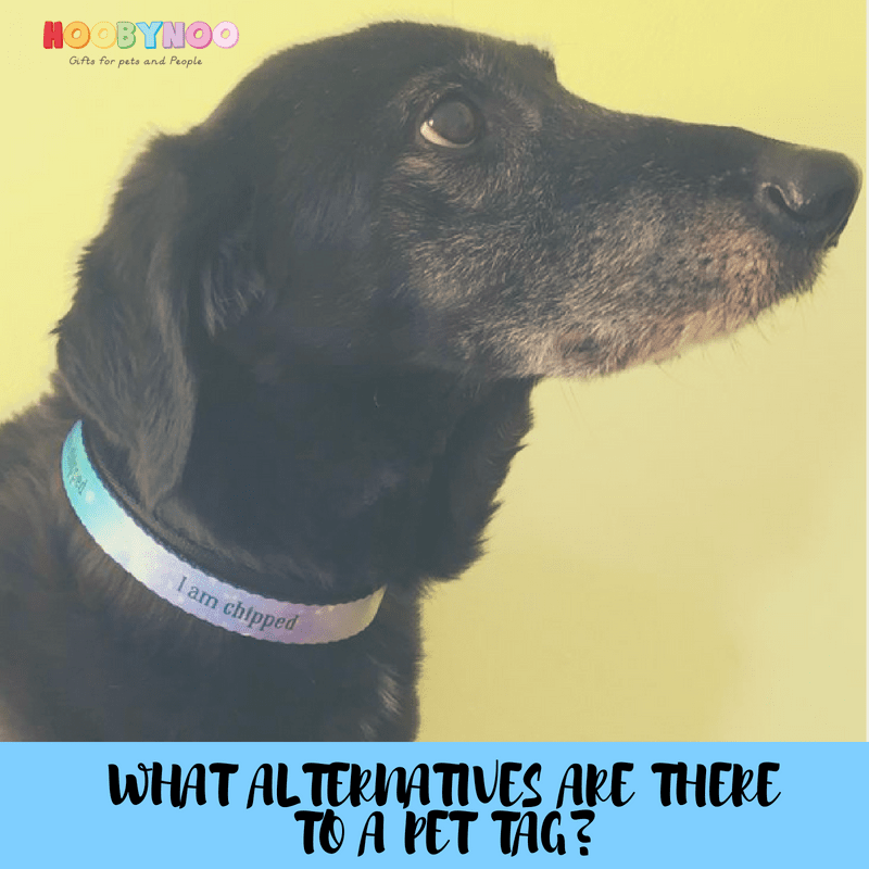 What Alternatives to a Pet Tag or ID are there?