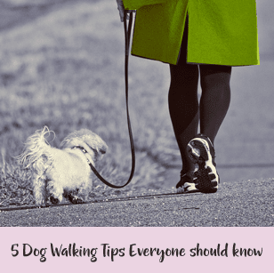 5 Dog Walking Tips Everyone Should Know