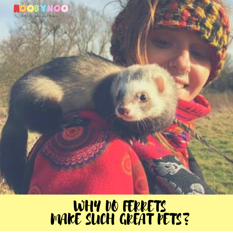 Why do Ferrets make such Great Pets? with Jemma and Tepin
