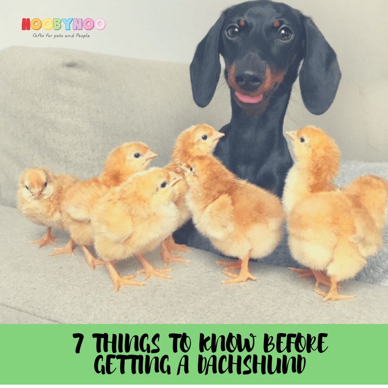 7 things to know before getting a Dachshund. An interview with: Eveline and Loulou