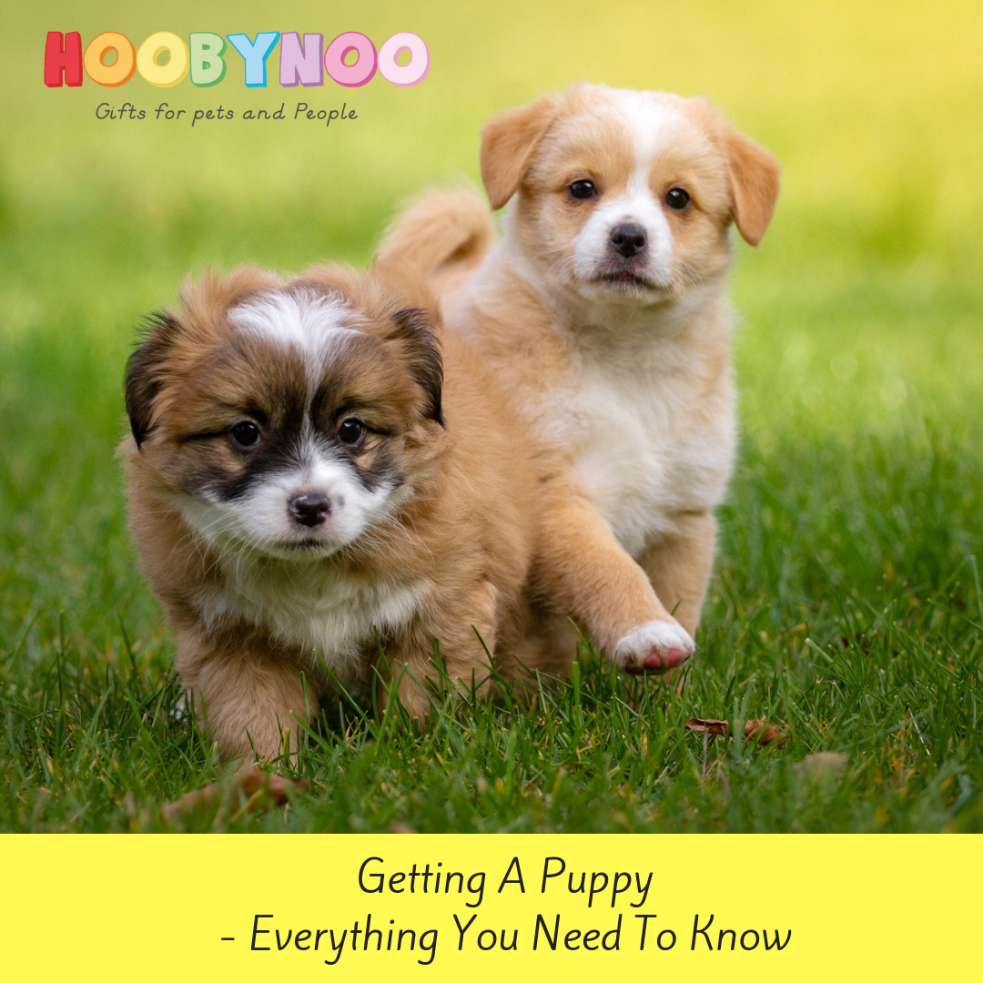 Getting A Puppy - Everything You Need To Know