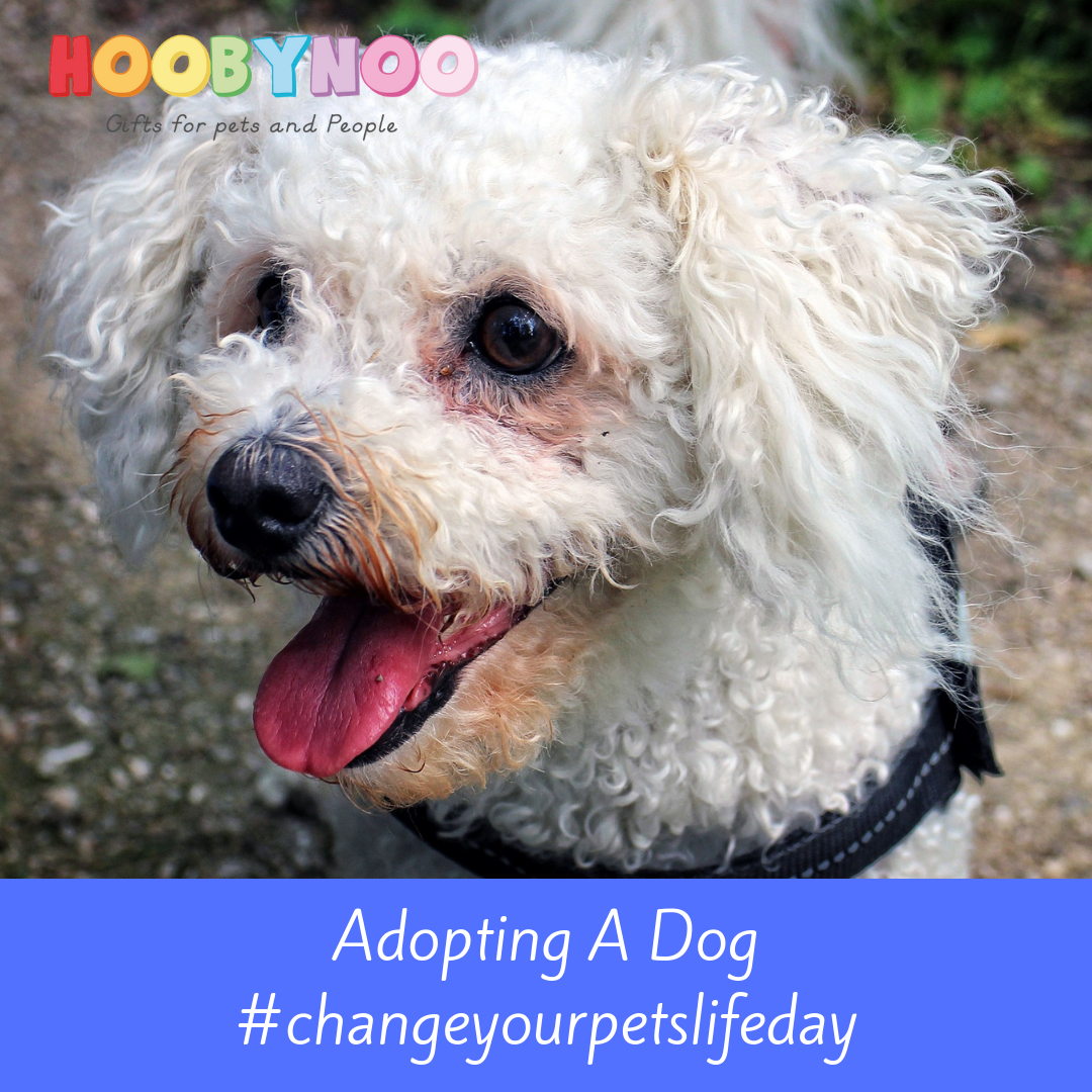 Change a Pet's Life Day 24th January
