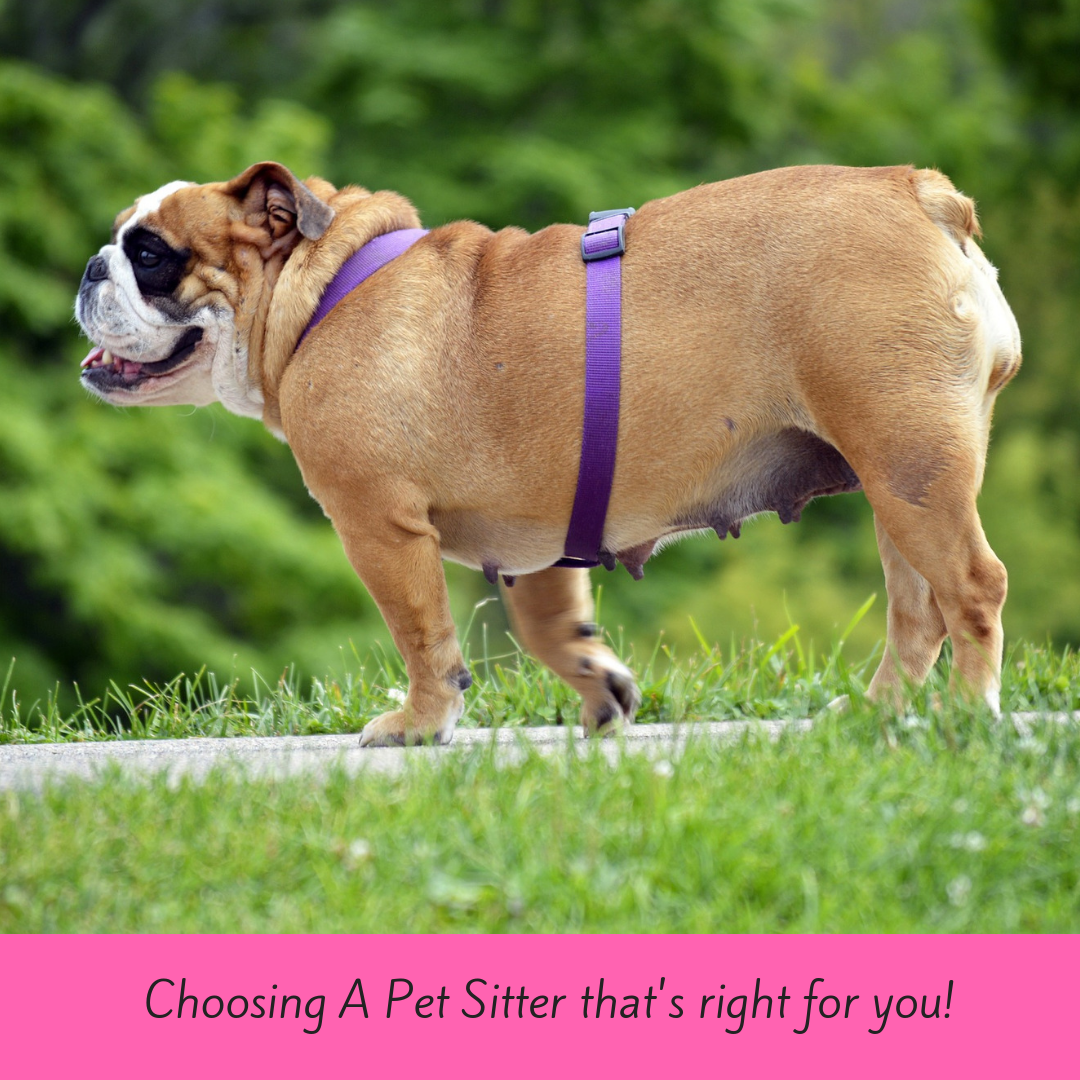 Choosing A Pet Sitter