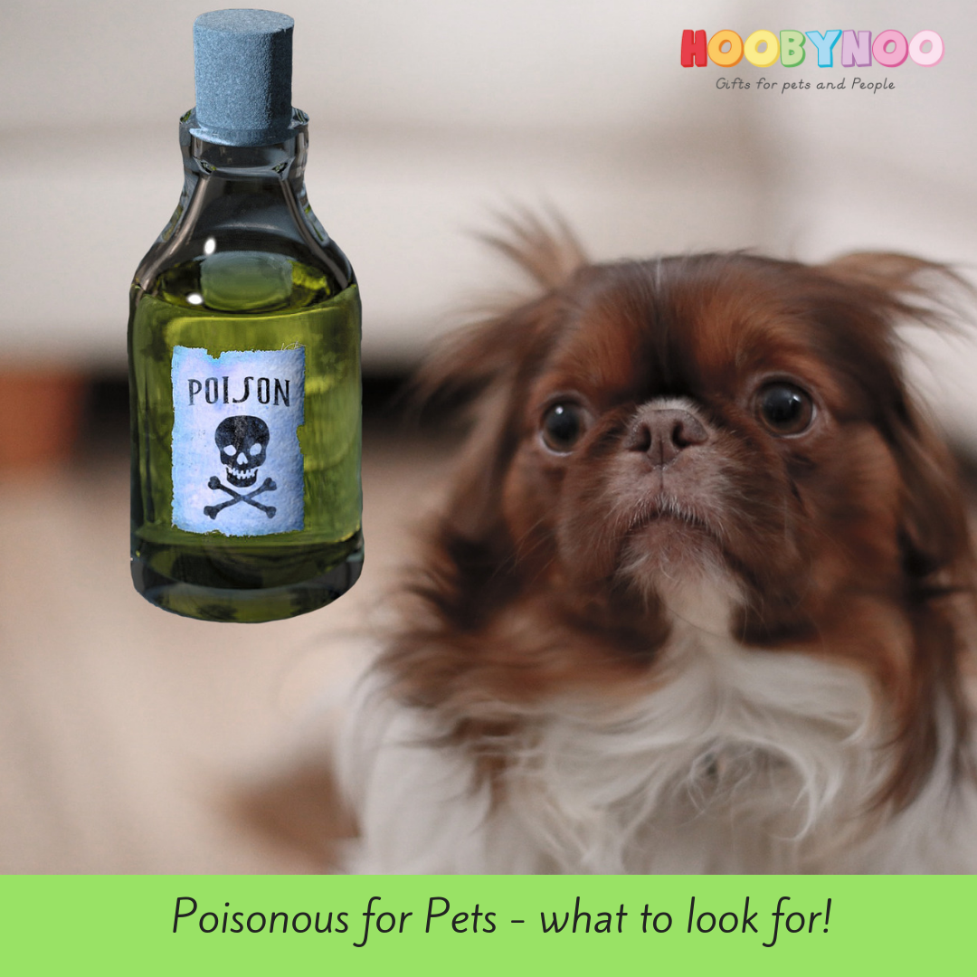 Poison For Pets: The Most Dangerous Things To Watch Out For