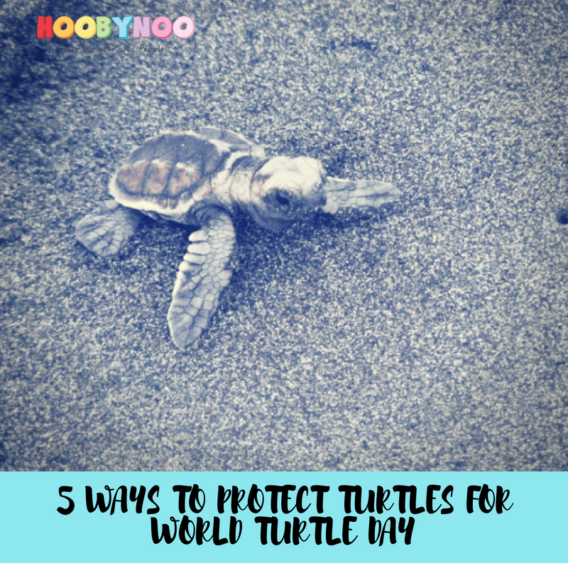 World Turtle Day: 5 ways to help the turtles in your life