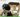 Why Should I Get a Dog Subscription Box?