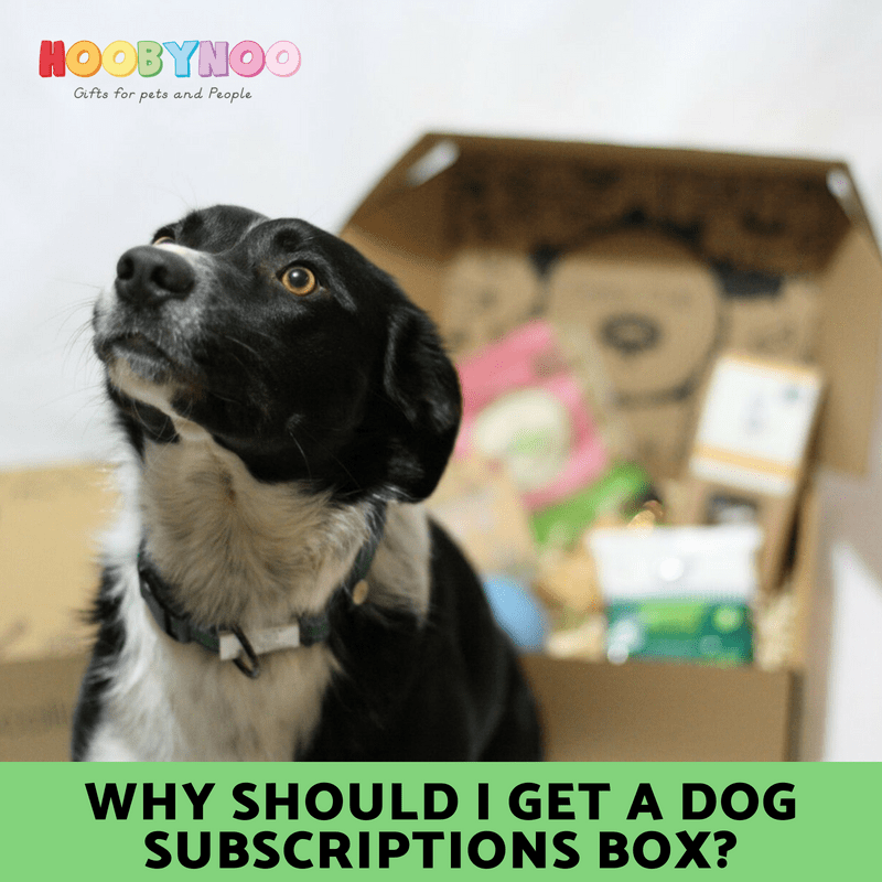 Why Should I Get a Dog Subscription Box?