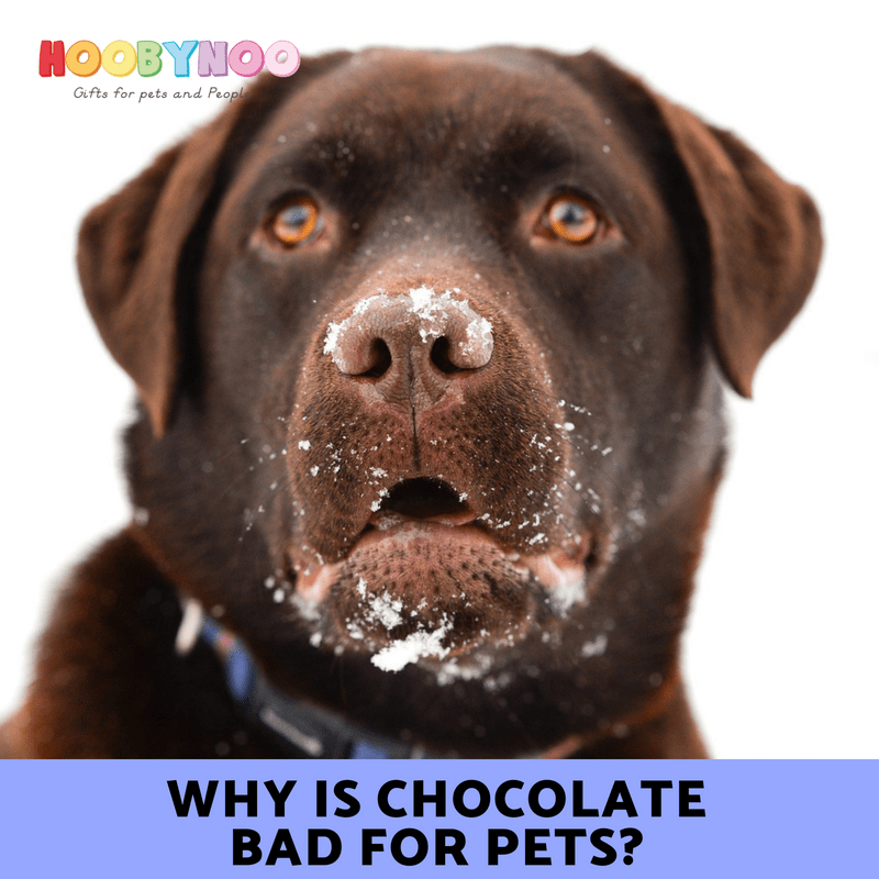 Why is Chocolate bad for Pets?