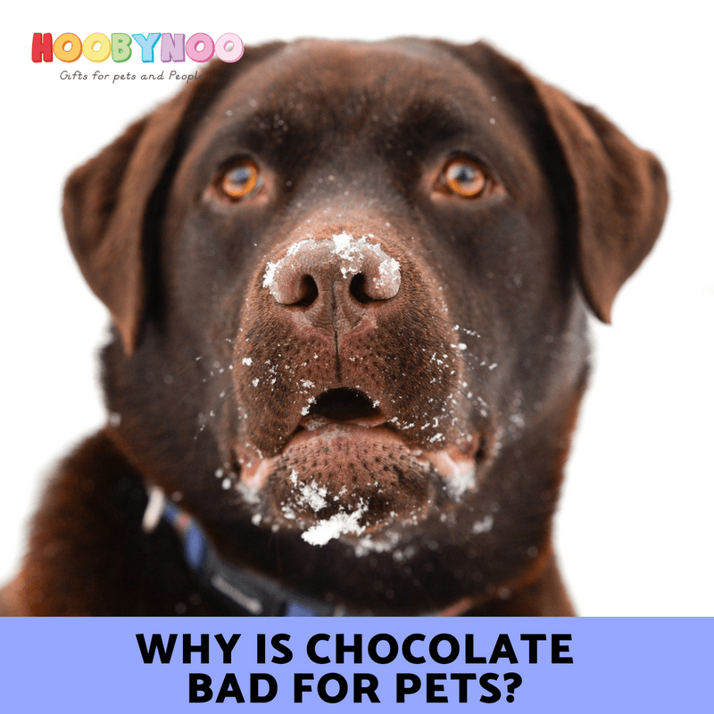 Why is Chocolate bad for Pets Hoobynoo