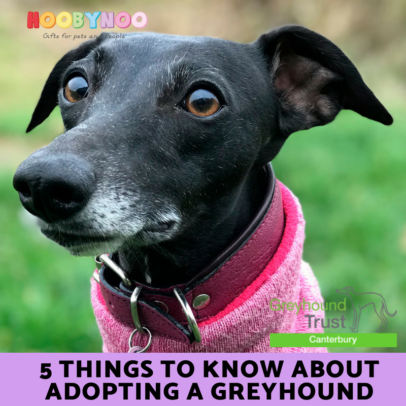 5 Things to Know about Adopting A Greyhound