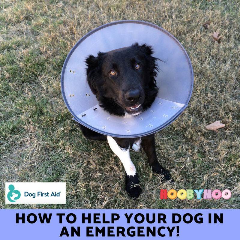 Dog First Aid, How to Help your dog in an Emergency, Dog with cone and broken leg, Hospital dog 