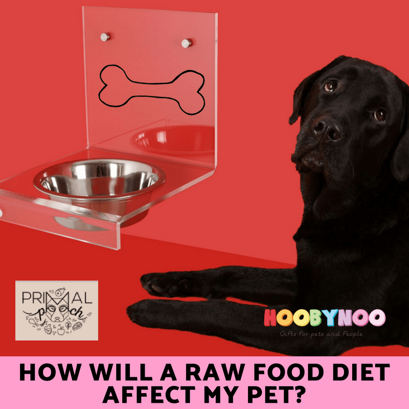 Dog looking at food bowl. How will a raw food diet affect my pet 