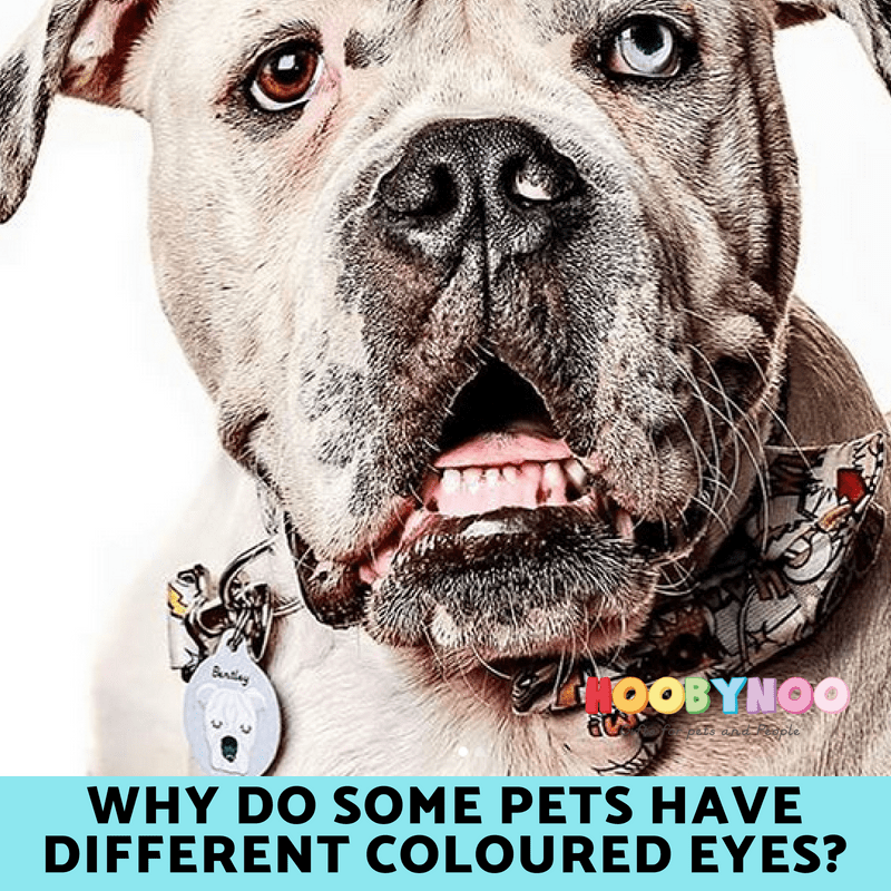 Why do some Pets have Different Coloured Eyes?