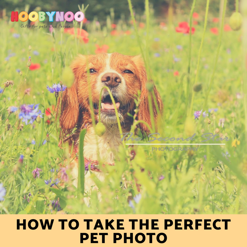 How to take the perfect Pet Photo an Interview with Second Star Photography