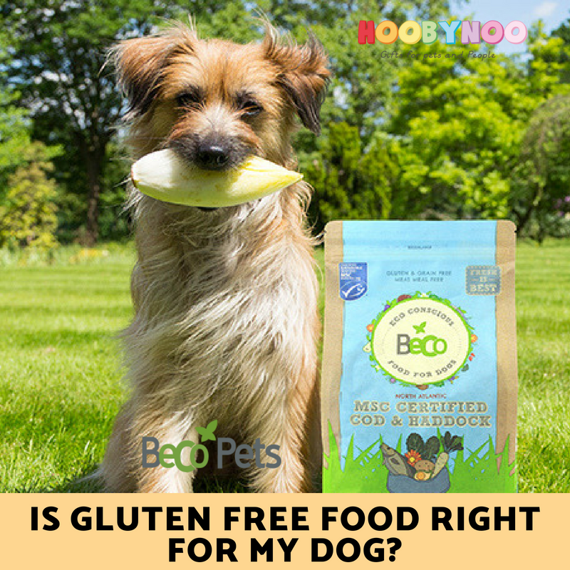 is gluten free food right for my dog? Dog sitting on grass next to Beco pet's food 
