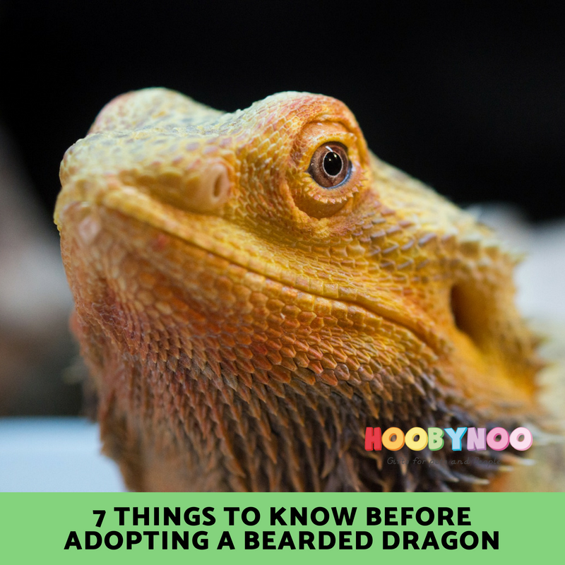 7 Important things to Know before adopting a Bearded Dragon