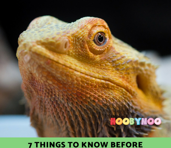 7 Important things to Know before adopting a Bearded Dragon