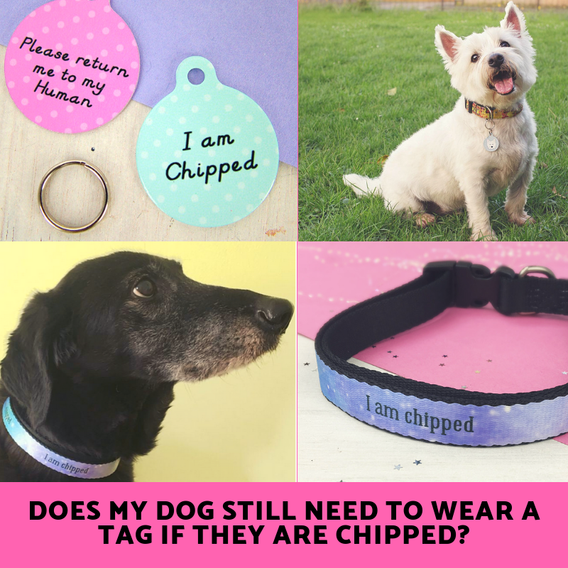 Hoobynoo pet tags and Dog Collars